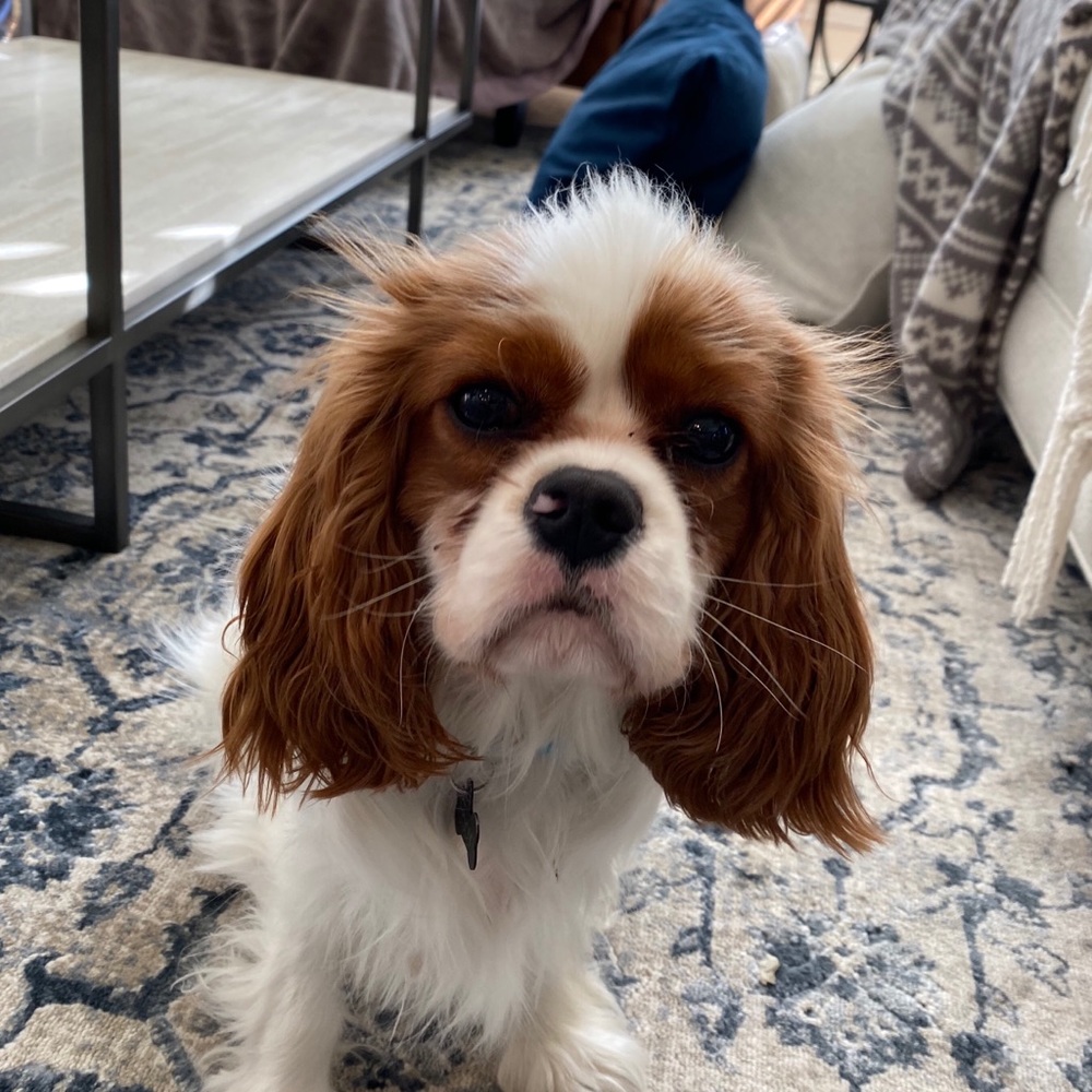 Meet your Posher, Tara